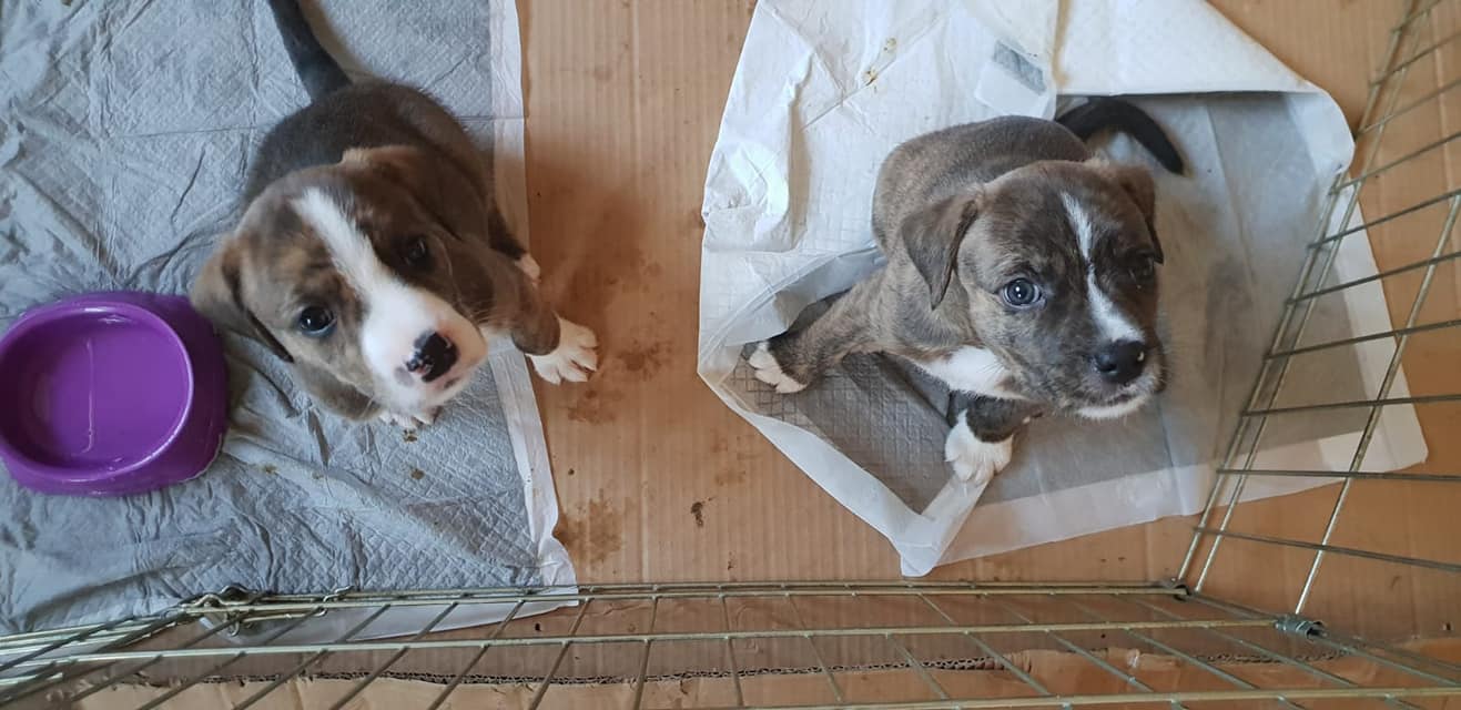 Wishlist - Puppy Pads 100 pack